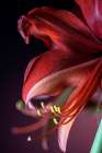 Colorado-Fort Collins Bogota amaryllis flower close-up Art Print